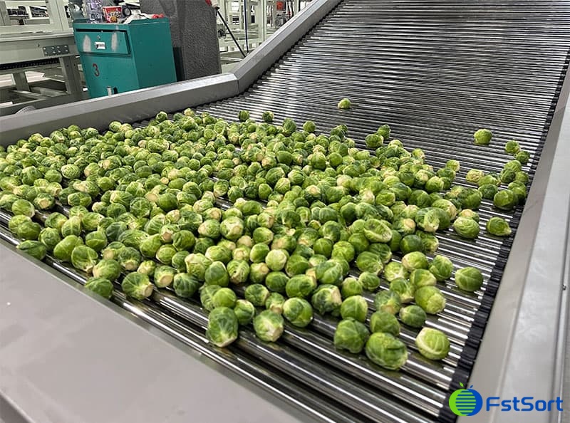 images/1692085321294Brussels sprouts grading machine.jpg